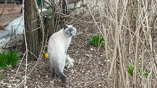 Знакомство с котом Басиком!🐈 Удивительной красоты кот!😍 Тайган❤️