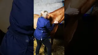 Equine Neck Massage