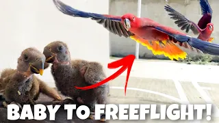 BABY TO FREEFLIGHT ECLECTUS