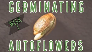 Week 1: How To Germinate Autoflowers