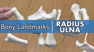 Bony Landmarks of the Radius and Ulna