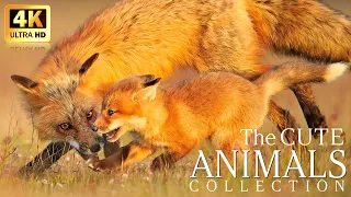 Africa Wildlife In 4K ~ Baby Animals Collection ~ Scenic Relaxation Film With Calming Music