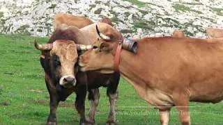 LOVE STORY - BULL AND COW