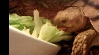 My Turtle "Carlos" EATING SALAD