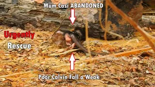 Urgently Rescue! Tear Million Drop Down...Poor Baby Calvin Fall a Weak Alone By Mum Casi ABANDONED
