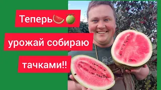 Выбрал эти сорта и не прогадал! Сладкие как МЁД!!!!🤪☘🍈🍉