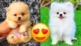 Pomeranian — Cute And Hilarious Videos And Tik Toks Compilation
