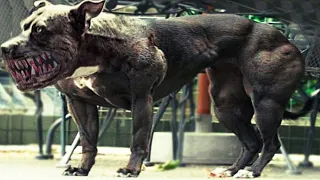 Top 10 Most Illegal Dog Breeds In The World