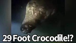 29 Foot Crocodile Seen in Philippines