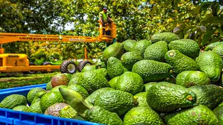 Avocado Harvesting Process | Modern Avocado Farming | How To Processing Avocado In Factory