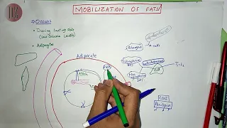 Mobilization of Fats | Lipid Metabolism | Doctor Z