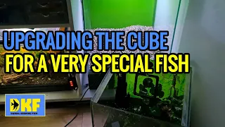 UPGRADING THE CUBE FOR A SPECIAL FISH