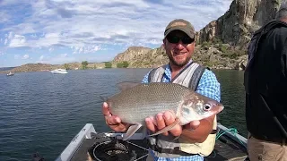 Fishing for Summertime Lake Whitefish in Washington