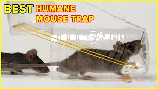 The Best Easy Humane Mouse Trap - Plastic Bottle | Rat Trap Homemade | DIY Mouse Trap