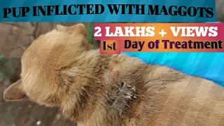 pupinflictedwithmaggots Day-1 Maggots Treatment|| Rescue||Treatment |@AnimalAidUnlimited