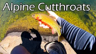 Try this Technique for Alpine Lake Cutthroats! (LOTS OF FISH!)