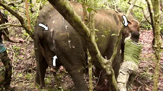 Treating Poor Elephant suffering from pus oozing wounds in the ear and abscesses all over the body