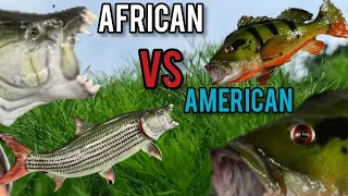 Predator Fish Koleksi Lucky Hakim -  African Predator Fish VS American Predator Fish