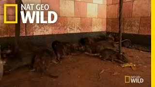 Rat Temple | Animal Underworld