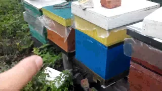 Перший великий огляд бджолосімей для підготовки їх в зиму