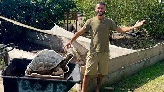 Full Tortoise & Turtle *TOUR* On My RANCH!