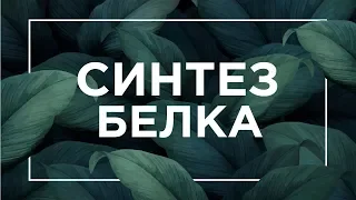 Синтез белка | ЕГЭ Биология | Даниил Дарвин