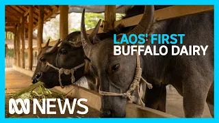 Australian know-how growing better buffalo in Laos | ABC News