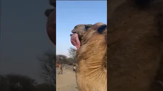 What is organ that camels pull out of their mouths? #satisfying #shorts #viral #tiktok #comment #fyp