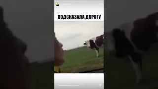 Даже бык вахуе