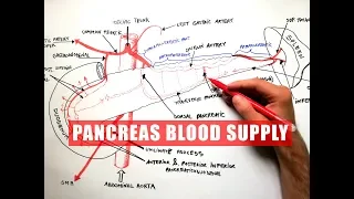 PANCREAS Blood Supply - Anatomy Tutorial