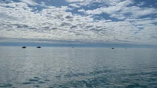 Quick limit on Lake Erie (spring walleye trolling)