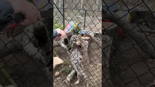 Bobcats Moxie & Dakotah get steak treats #cats #wildcats