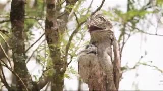 Conociendo nuestras aves - Urutaú / Kakuy