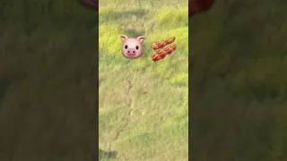 Cacería de puercos 🐷 Pig vs 300 win mag - Pig - Hog hunting