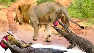 Lion Lost One Leg Due To Crocodile Surprise Attack When Crossing The River Deadlocked Life Begins