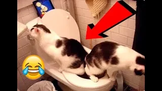 ПРИКОЛЫ С КОТАМИ 2019 | КОШКИ смешные кошки - до слез - Funny Cats