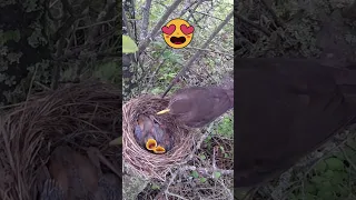 Female Blackbird warming her babies 🐦🐣🐦 #shorts