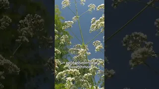 En hiver, utilisez les racines de valériane