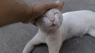 Cats filled Love when I touched their Head.