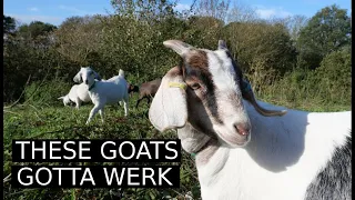 Our Goats are PERFECT for Keeping the Farm Tidy