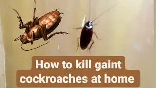 How to kill a gaint cockroach at home||#cockroaches #killiing #crushing