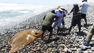 Epic Fishing on the Shore - Men Join Forces to Pull a Huge Marine Animal from the Sea
