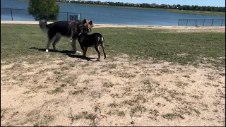 German Shepherd Attacks Pitbull (Off Leash Dog Park) NBF KENNEL