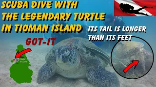 Scuba Dive with The Legendary Turtle in Tioman Island