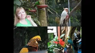 ТЕНЕРИФЕ - Лоро Парк!! Все виды попугаев. Много смешных моментов )) Loro Parque - parrots