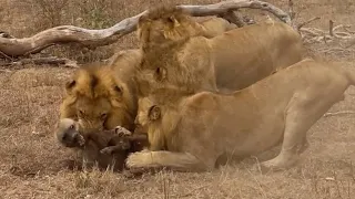 Hyena Clan Rescue Injured Friend from Lion Attack (Full Fight) | World Wild Web