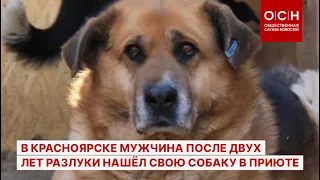 В Красноярске мужчина после двух лет разлуки нашёл свою собаку в приюте