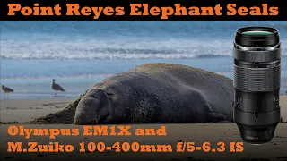 EM1X Adventure Ep. 02: Elephant Seals at Point Reyes with the Olympus 100-400mm f/5-6.3 IS