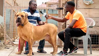 A visit to Hallmark Boerboels | The Pharmacist who has an undying love for boerboels