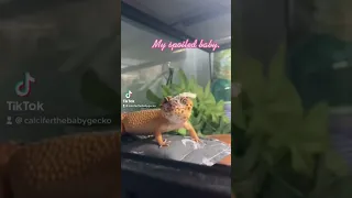 Leopard gecko is spoiled with care